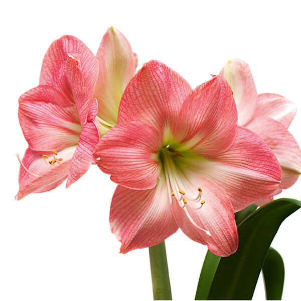 Amaryllis