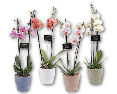 Orchidée