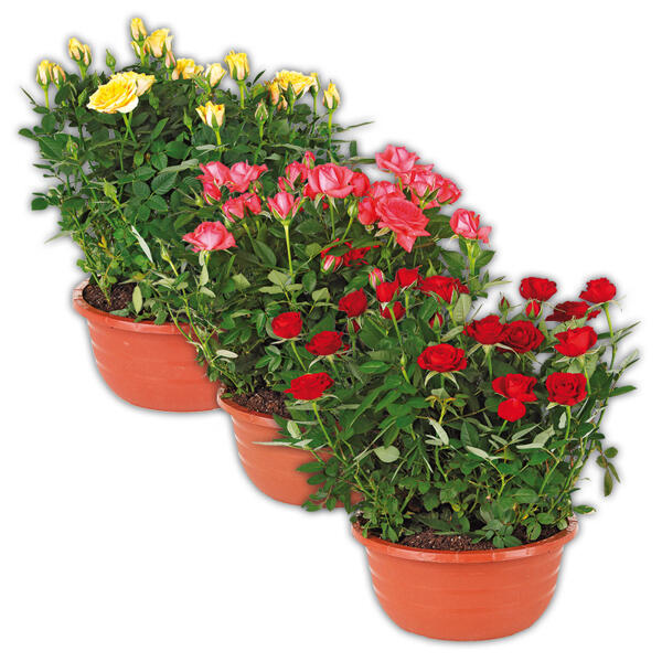 Rosen in Schale