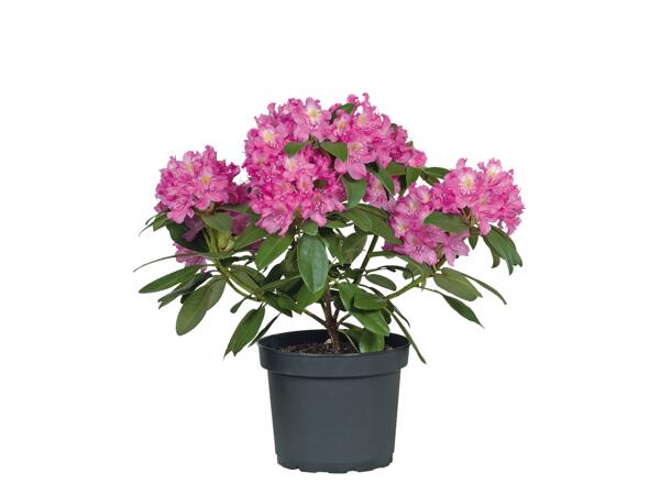 Giant Rhododendron