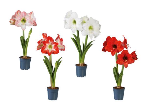 Amaryllis 2 tiges
