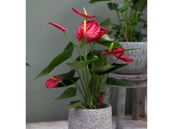 Flamingoblomst
