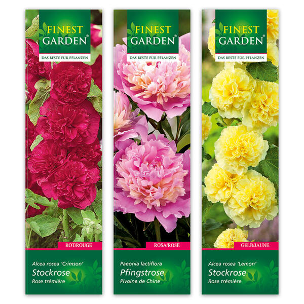 Stockrose / Pfingstrose