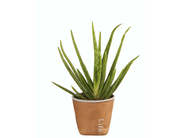 Aloe vera dans un pot en céramique