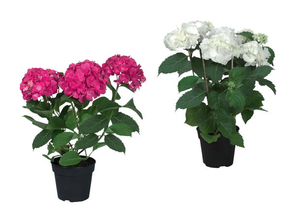 Hortensia