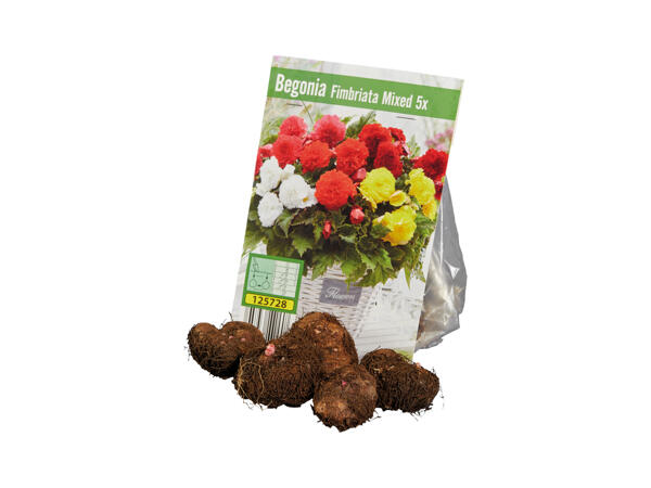 Begonia Bulbs