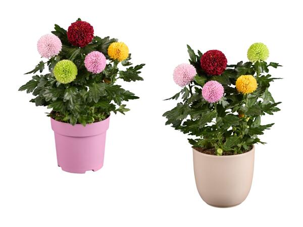 Chrysanthèmes "Flowerpops"