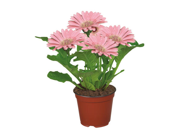 Flowering Plant