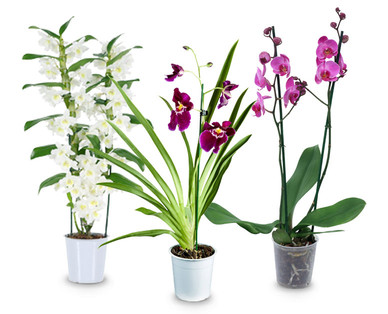Orchideenvielfalt