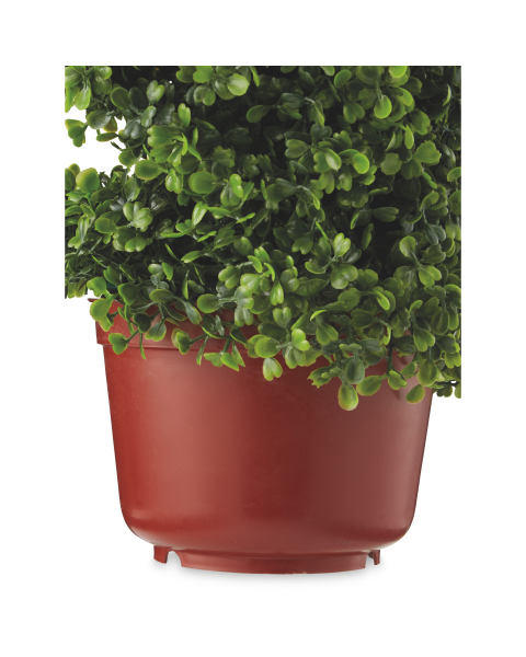 Boxwood Topiary Spiral