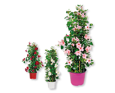 Dipladenia