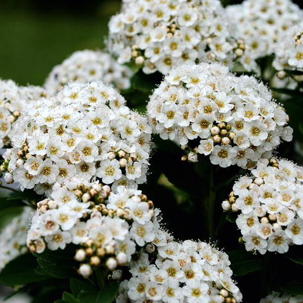 Kletterhortensie