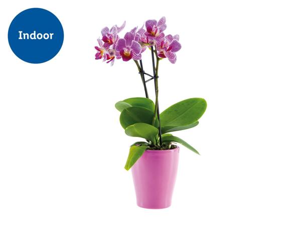 Mini Orchid in Ceramic Pot