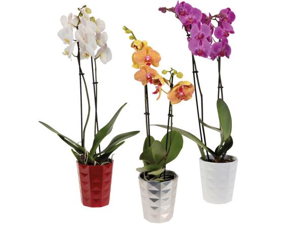 Phalaenopsis, 2 stems