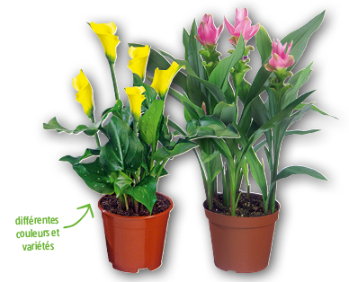 Plante exotique à fleurs