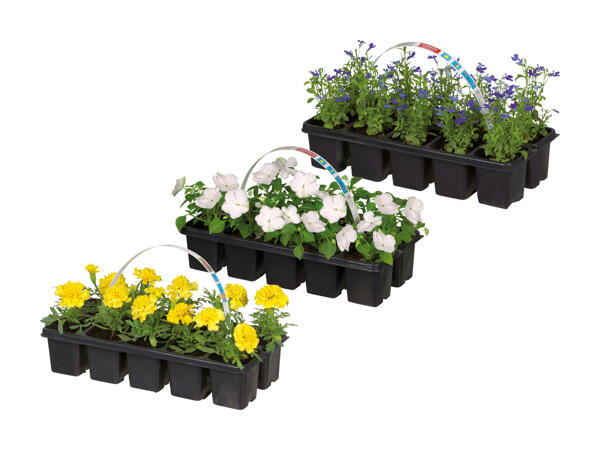 Mélange de plantes de parterre