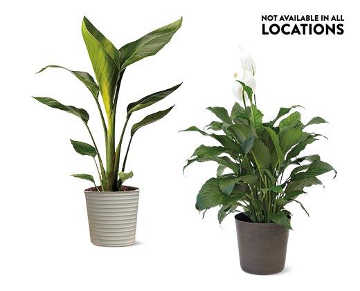 10" Foliage Assorted Varieties
