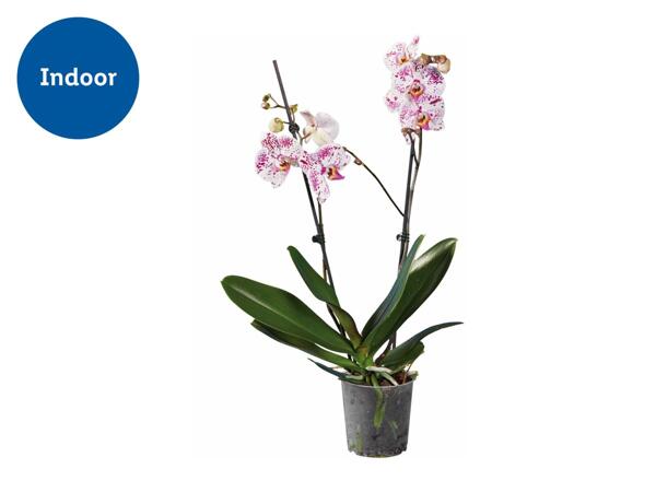 Twin Stem Orchid