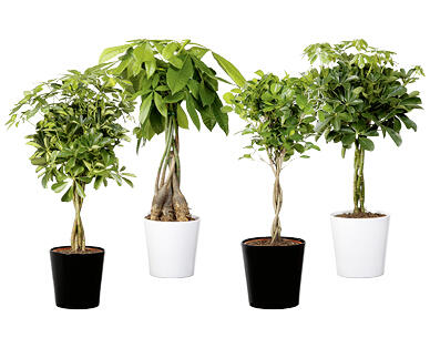 PLANTE VERTE TENDANCE