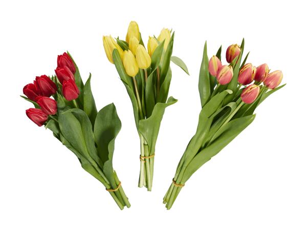 Tulpen