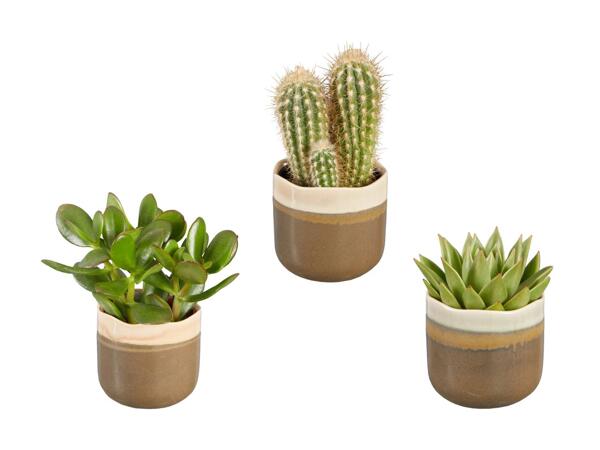 Cactus/​succulente Pottery Style