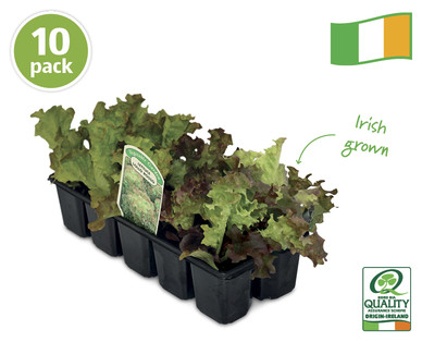 Irish Grow Your Own Veg