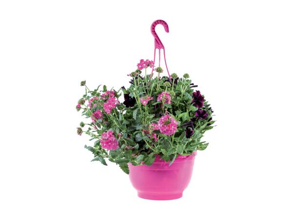 Ampel med blomster