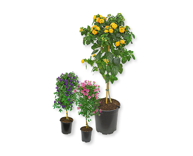 Arbustes fleuris