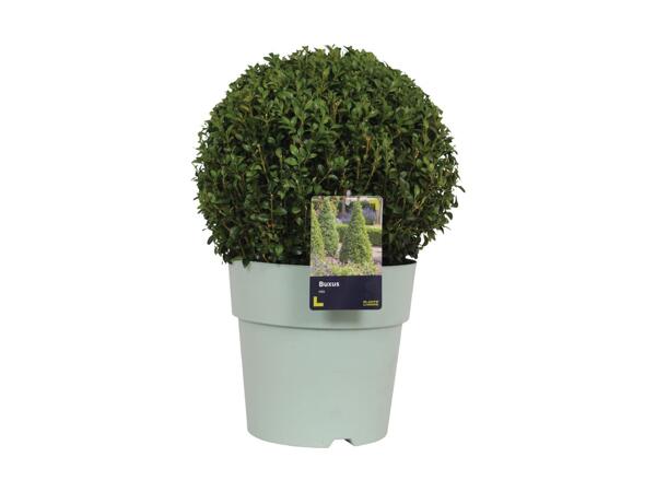 Extra Large Buxus Ball