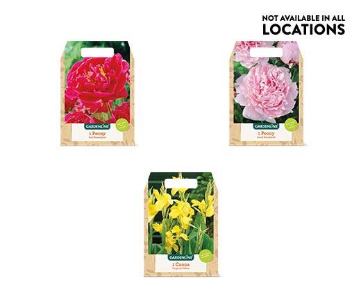 Gardenline Spring Bulbs Assorted Varieties