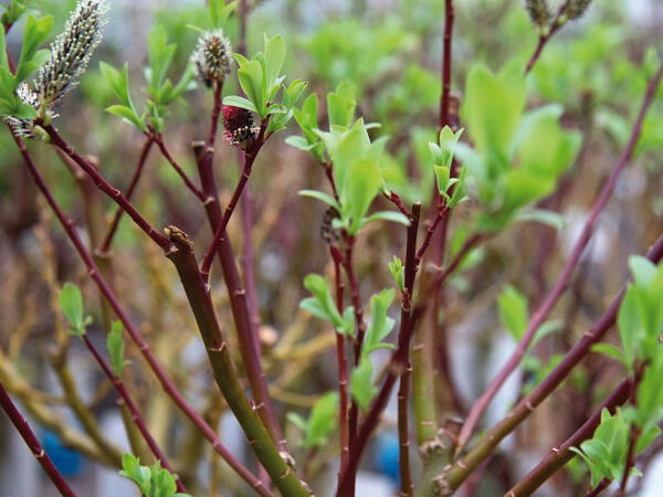 Salix Weide