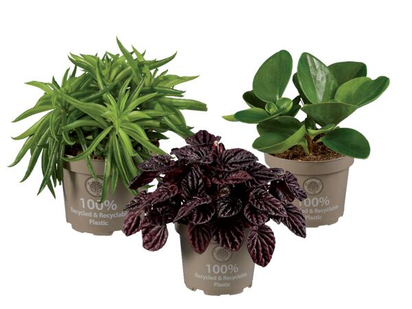 Peperomia