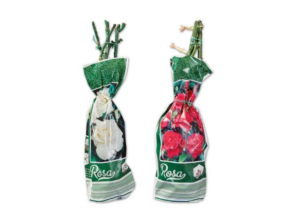 Edel-, Beet- oder Kletterrose