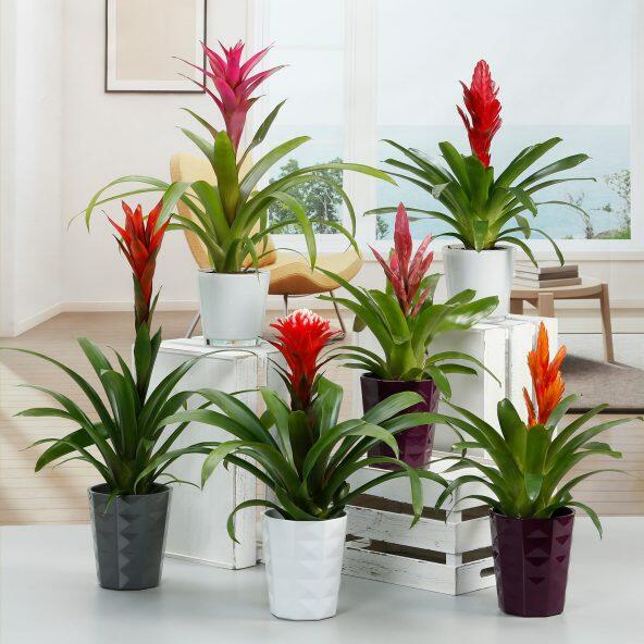 Bromelia