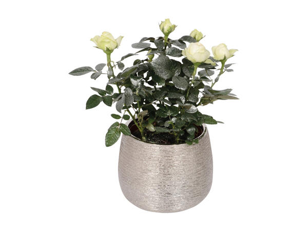 Flowering Plants