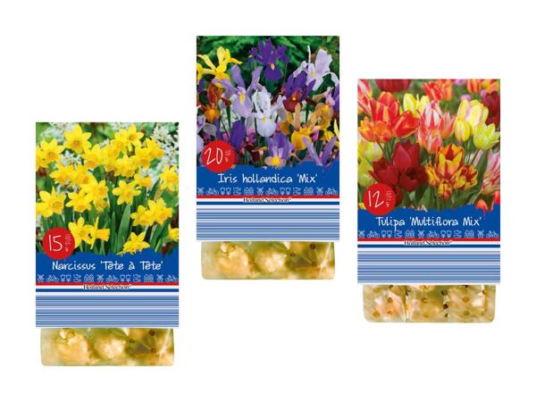 Bulbes de fleurs "Printemps"