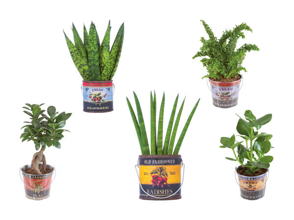 Plante Easy Care Foodbucket