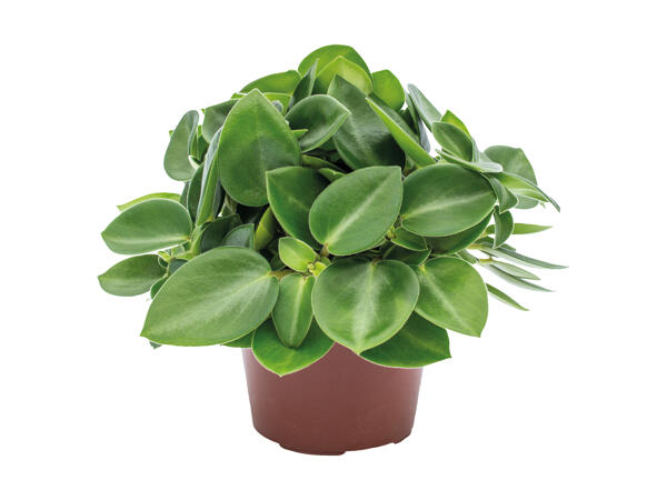 Peperomia