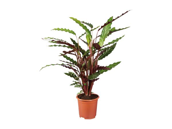 Green Plants