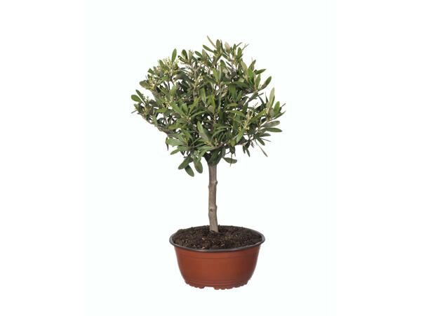 Olivier dans un pot