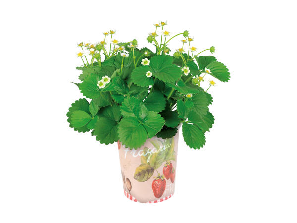 Frugtplante i bæger