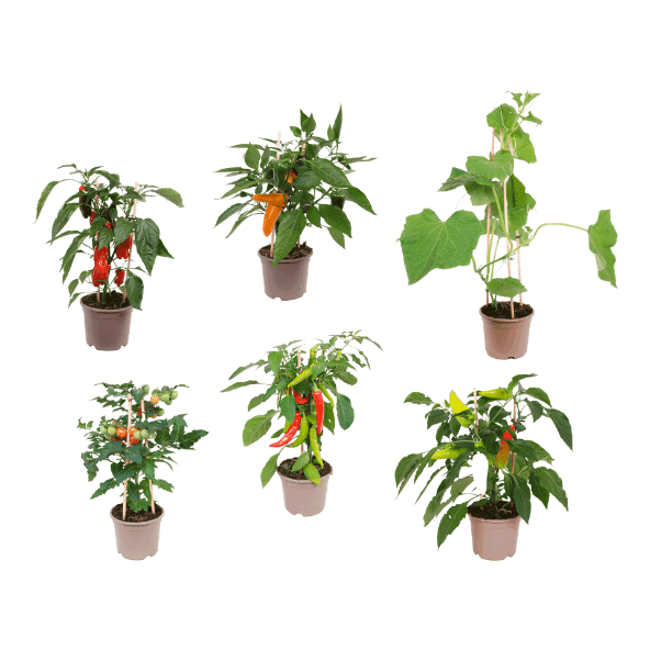 Plante potagère