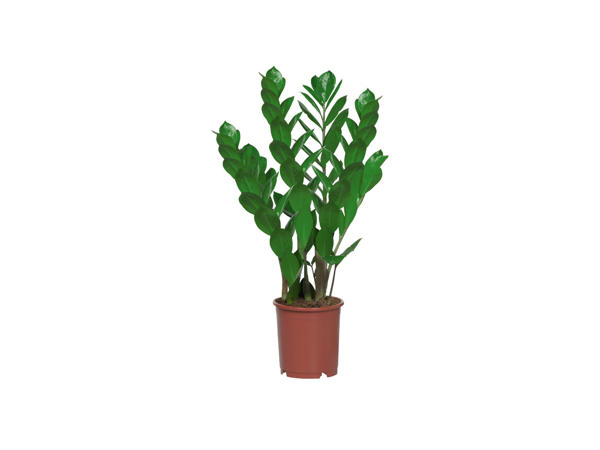 Garderobsblomma