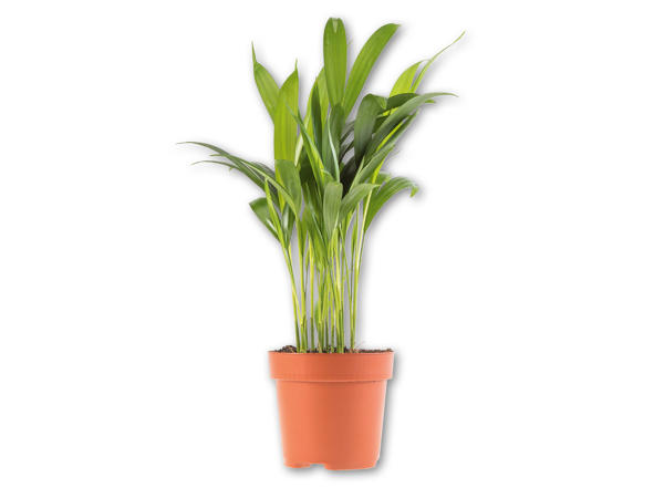 Grønne planter