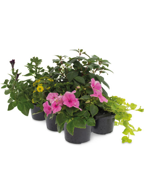 Hanging Basket Plants