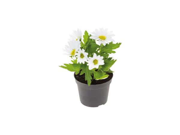 Mini Flowering Plants