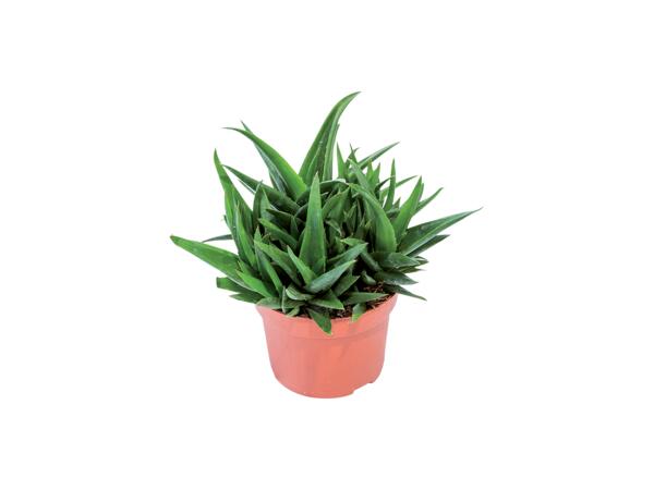 Succulents