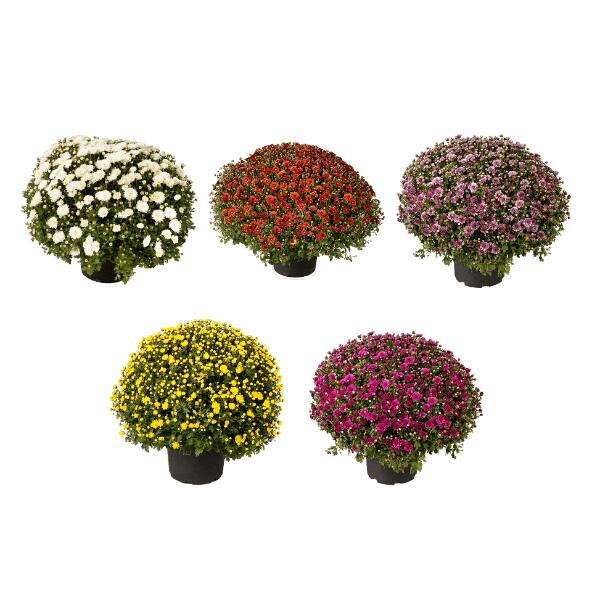Chrysanthème