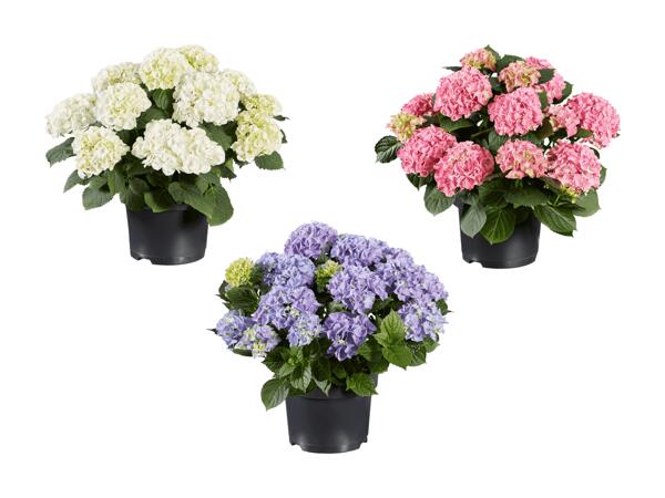 Hortensias XXL