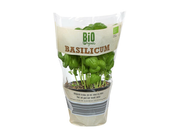 Basilic bio